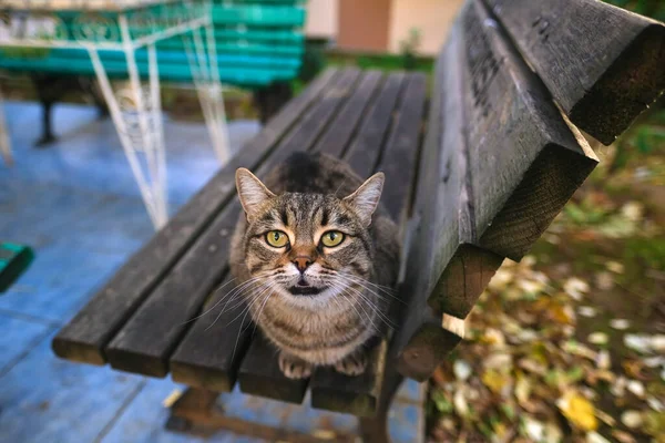 Cute Tabby Cat Sitting Wooden Bench Outdoor — Stock Photo, Image