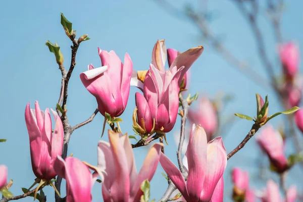Красивый Снимок Розовой Магнолии Голубом Фоне Неба — стоковое фото