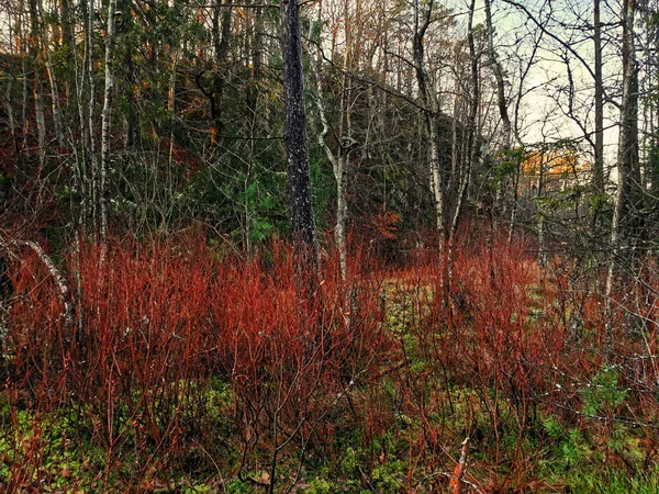 Incredibile Scatto Delle Piante Degli Alberi Coltivati Vicino Lago Farris — Foto Stock