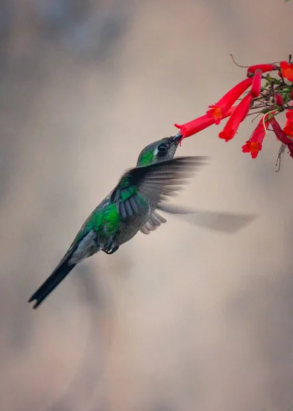 화밀을 날라다가 빨아먹는 귀여운 벌새의 점박이적 — 스톡 사진