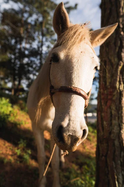 馬の美しい黄金の時間の写真 — ストック写真