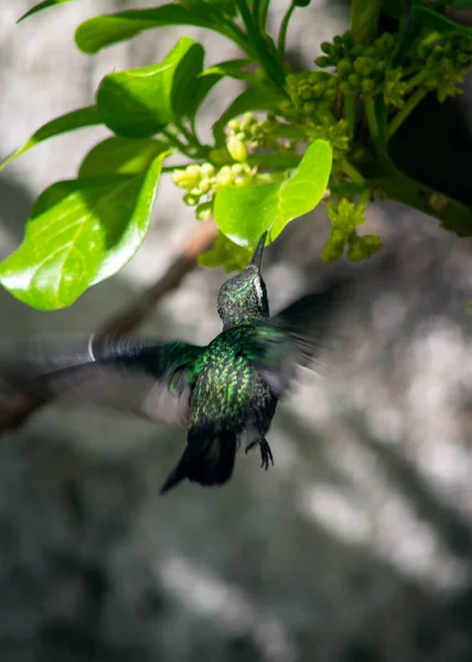 귀여운 벌새가 화밀을 날으며 빨아먹는 모습을 수직으로 — 스톡 사진