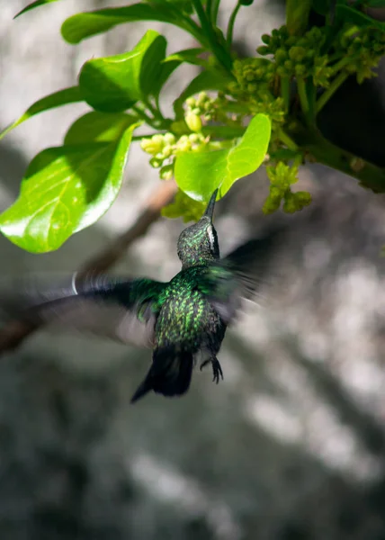 Colpo Verticale Simpatico Colibrì Che Vola Succhia Nettare Dei Fiori — Foto Stock