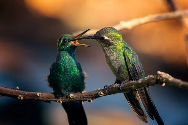 Tiro Dois Incríveis Beija Flores Empoleirados Galho Árvore Fundo Embaçado — Fotografia de Stock