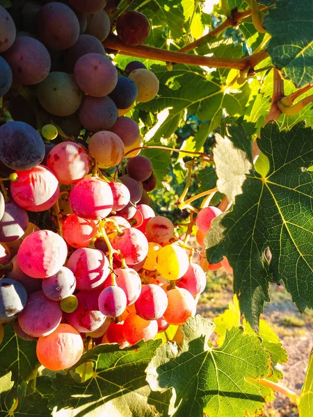 Plan Vertical Une Grappe Raisins Non Mûrs Accrochés Branche — Photo