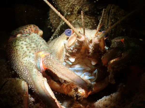 Macro Shot Noble Crayfish River Dark Background — Stock Photo, Image