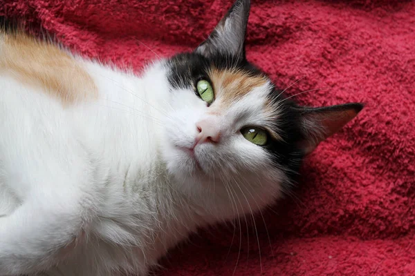 Primo Piano Gatto Carino Con Gli Occhi Verdi — Foto Stock