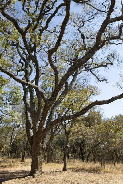 Eine Vertikale Aufnahme Eines Schönen Verzweigten Baumes Wald — Stockfoto