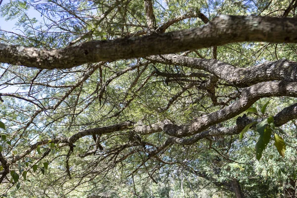 Plan Angle Bas Des Branches Des Feuilles Arbres Dans Forêt — Photo