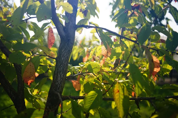 Selective Focus Shot Tree Branches Sunlight — Stock Photo, Image
