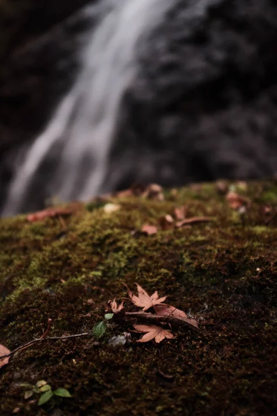 Folhas Outono Chão Molhado Musgoso Com Uma Cachoeira Turva Fundo — Fotografia de Stock