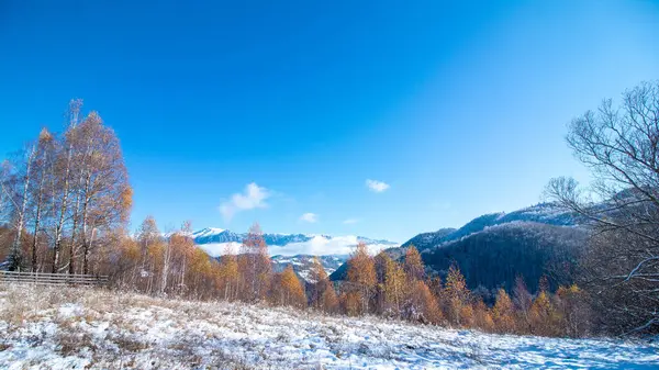 Vue Panoramique Une Forêt Arbres Automne Sous Ciel Lumineux Hiver — Photo