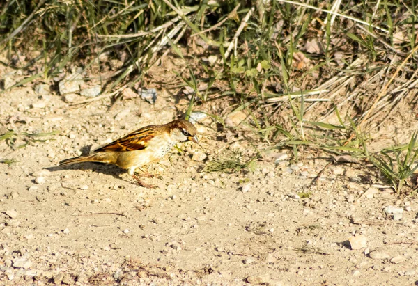 Eine Selektive Fokusaufnahme Eines Vogels Auf Einem Boden — Stockfoto