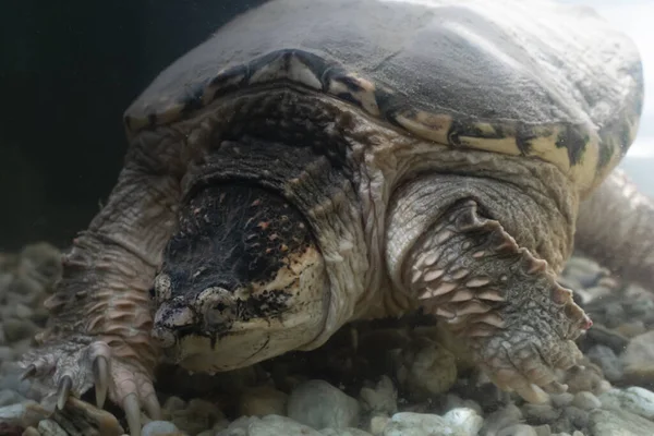 Alligator Snapping Turtle Exotic Turtle