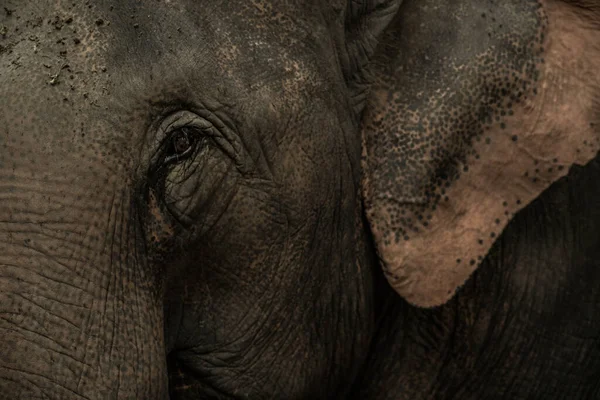 Shot Eye Cute Elephant — Stock Photo, Image