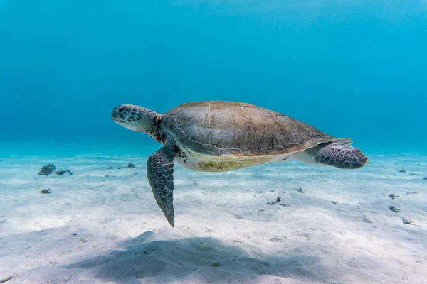 Uno Scatto Incredibile Una Tartaruga Marina Che Nuota Nell Acqua — Foto Stock