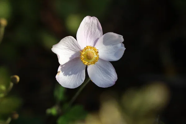 Zbliżenie Ujęcie Pięknego Białego Japońskiego Kwiatu Anemonu Ogrodzie — Zdjęcie stockowe