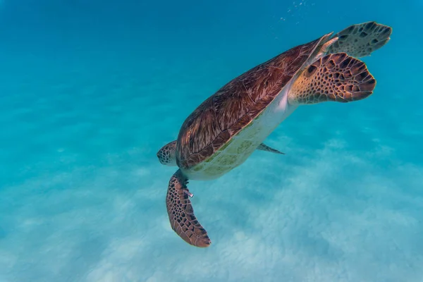 Niesamowite Ujęcie Żółwia Pływającego Krystalicznie Czystej Wodzie — Zdjęcie stockowe