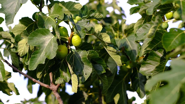 Gros Plan Figuiers Poussant Sur Les Branches Des Arbres — Photo