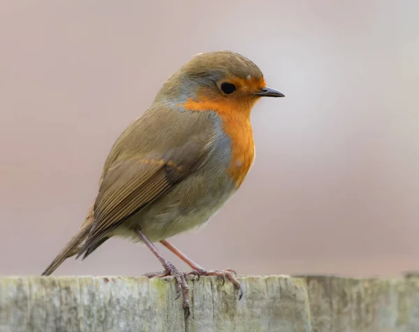 Tiro Foco Raso Pássaro Robin Colorido Pousando Uma Superfície Madeira — Fotografia de Stock