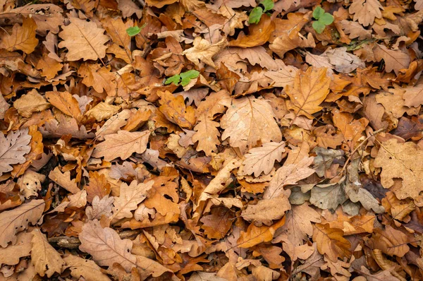 Ένα Κοντινό Πλάνο Χρυσά Φύλλα Πεσμένα Στο Έδαφος Μικρά Πράσινα — Φωτογραφία Αρχείου
