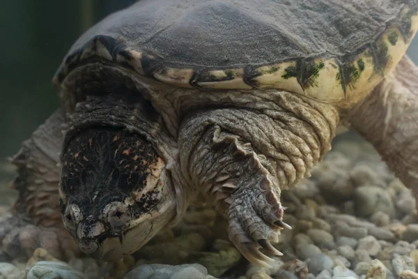 Alligator Snapping Turtle Exotic Turtle — Stock Photo, Image