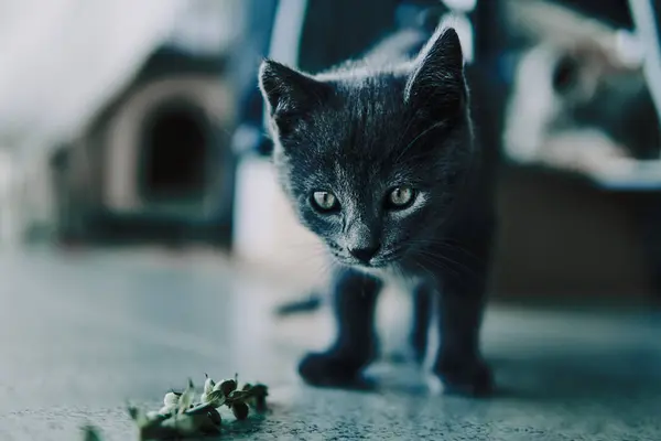 Szelektív Fókusz Felvétel Egy Aranyos Macska Játszik Egy Növény Gallyak — Stock Fotó