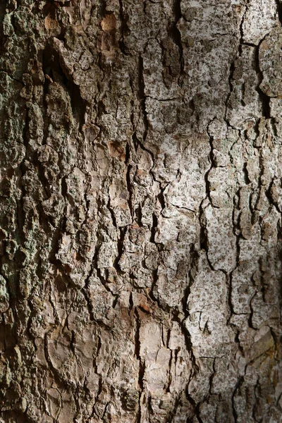 Vertikální Detailní Záběr Kůry Stromu Lese — Stock fotografie