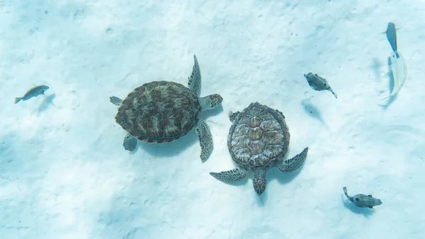 Incredibile Colpo Tartarughe Marine Che Nuotano Nell Acqua Cristallina — Foto Stock