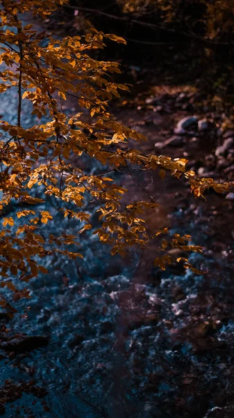 Вертикальный Снимок Осенних Листьев Лесу Над Рекой — стоковое фото