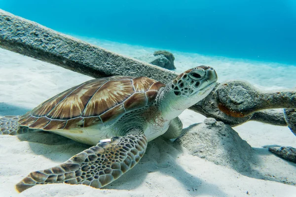 Incrível Tiro Uma Tartaruga Marinha Nadando Água Cristalmente Clara — Fotografia de Stock