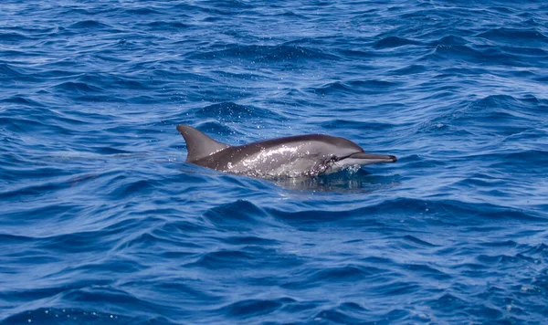 Dauphin Dans Mer Par Une Journée Ensoleillée — Photo