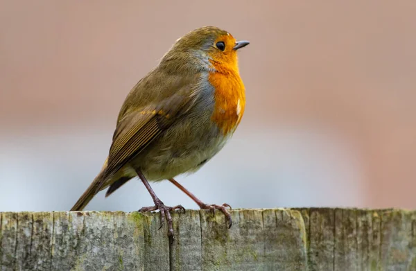 Eine Flache Fokusaufnahme Eines Bunten Rotkehlchens Das Auf Einer Holzoberfläche — Stockfoto