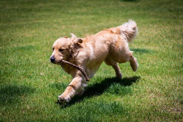 Seekor Anak Anjing Golden Retriever Lucu Bermain Mengambil Pada — Stok Foto