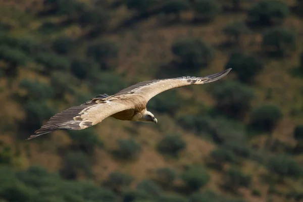 Foco Poco Profundo Buitre Leonado Gyps Fulvus Volando Con Alas — Foto de Stock