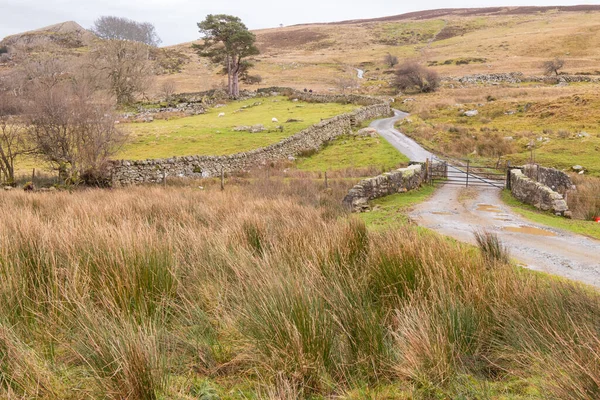 コンウェイバレー ウェールズ 英国の羊を含むように石の壁とゲートを持つ農村部の丘陵農場の美しいショット — ストック写真