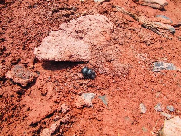 Closeup Earth Boring Dung Beetle Rocky Sandy Ground Fauna Talampaya — Stockfoto