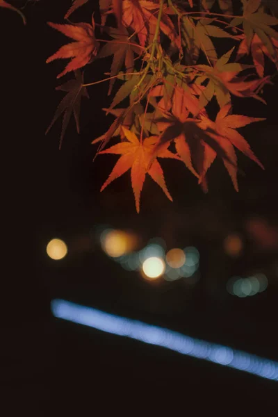 Een Verticaal Shot Van Herfstbladeren Nachts Wazige Achtergrond — Stockfoto