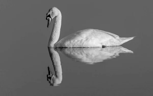 Beau Cygne Isolé Sur Fond Gris Avec Reflet Dans Mer — Photo