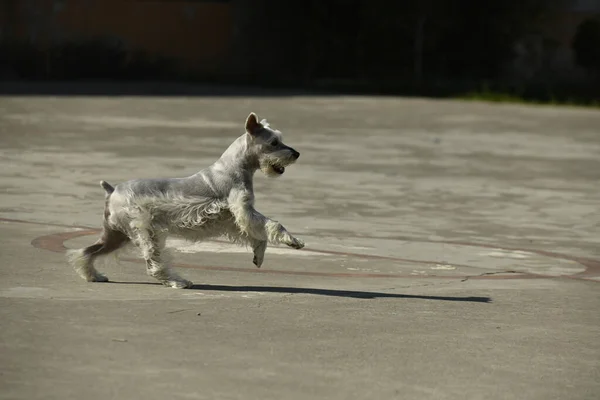 Ένα Επιλεκτικό Πλάνο Εστίασης Ενός Τυπικού Schnauzer Που Τρέχει Στο — Φωτογραφία Αρχείου