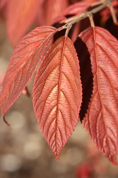 Pionowe Zbliżenie Ujęcie Jesiennych Kolorowych Liści Viburnum Mariesii Rośliny — Zdjęcie stockowe
