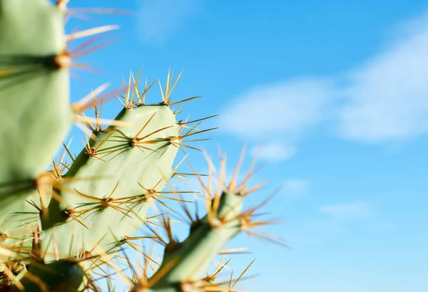 Una Toma Selectiva Cactus Pera Espinosa Bajo Luz Del Sol —  Fotos de Stock