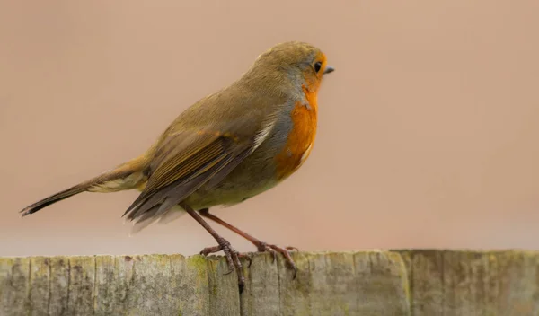 Una Captura Enfoque Superficial Pájaro Robin Colorido Posado Una Superficie — Foto de Stock