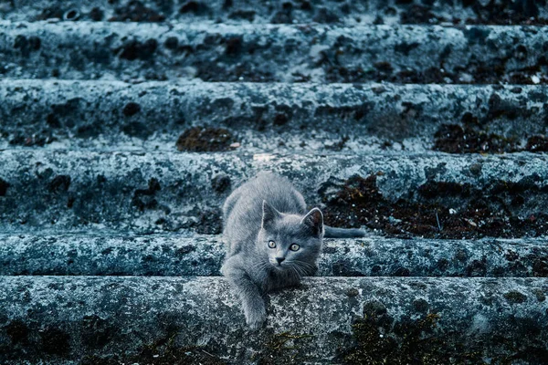 Tiro Foco Seletivo Gato Bonito Nas Escadas — Fotografia de Stock