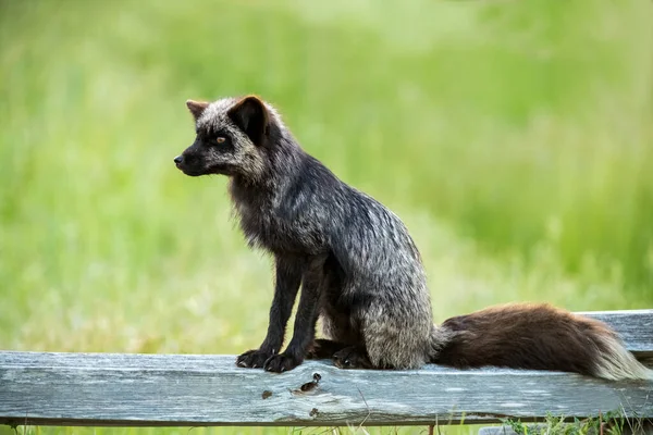 Selective Focus Shot Black Fox San Juan Island Washington State — Foto de Stock