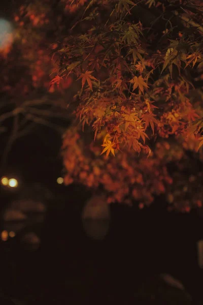 Een Verticaal Shot Van Herfstbladeren Nachts Wazige Achtergrond — Stockfoto