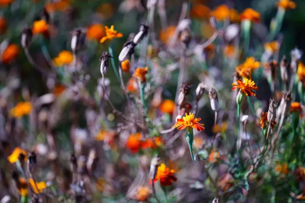 美しいオレンジの野花の選択的フォーカスショット — ストック写真
