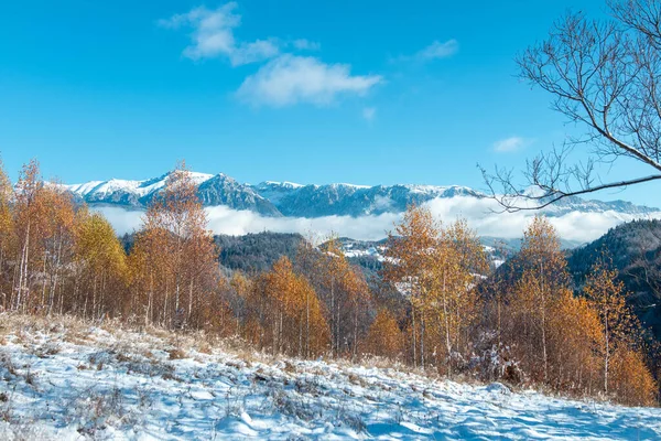 Nahaufnahme Eines Waldes Aus Herbstbäumen Unter Hellem Himmel Winter — Stockfoto
