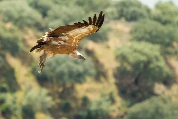 Foco Poco Profundo Buitre Leonado Gyps Fulvus Volando Con Alas — Foto de Stock