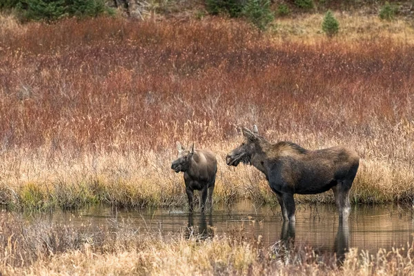 Quelques Orignaux Buvant Eau Lac Capturé Dans Ohio Colorado Usa — Photo